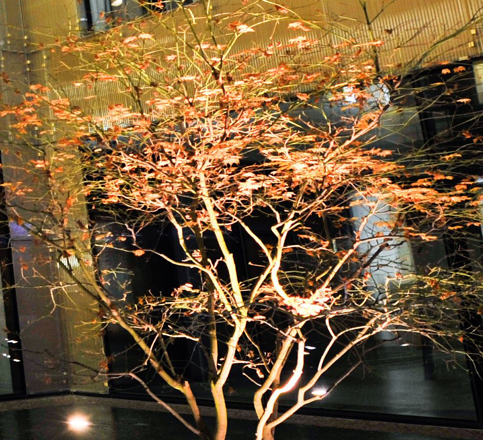 DIW Berlin (Copyright)  Baum DIW Abend