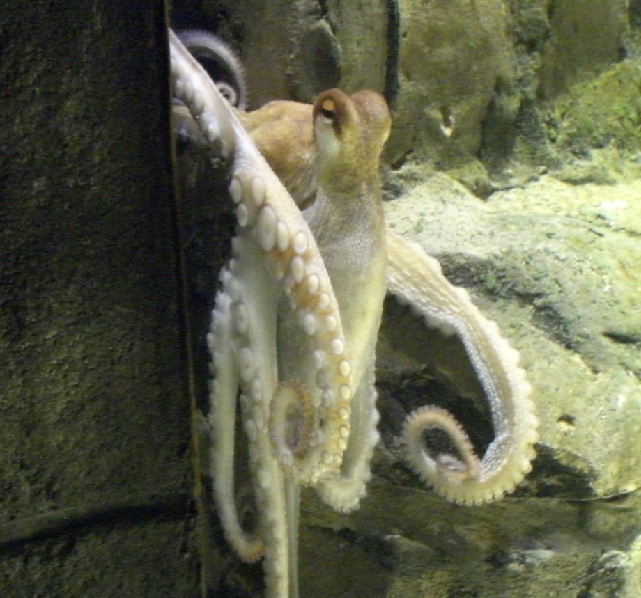 Krake Paul war 2010 weltberühmt, als er die Ergebnisse der Spiele der Fußball-WM der Männer vorraussagte.; Ein Oktopus mit langen, geschwungenen Armen liegt an einer felsigen Wand in einem Aquarium. Die Haut des Oktopus ist hell und leicht gemustert, seine Saugnäpfe sind deutlich sichtbar. Das Tier wirkt ruhig und bewegt vorsichtig einige seiner Arme.